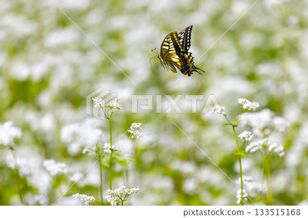 White buckwheat flowers and swallowtail butterflies in the Takatsue buckwheat fields in the Takatsuehara area of the Tateiwa region, Hasso, Minamiaizu Town, Minamiaizu District, Fukushima Prefecture 133515168