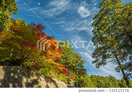 Autumn leaves in the grounds of Chomyoji Temple, Omihachiman City, Shiga Prefecture 133515178