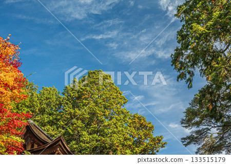 滋賀縣近江八幡市長明寺內的針葉林 133515179