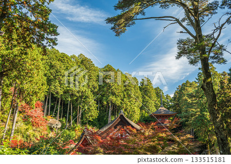 Coniferous forest in the grounds of Chomyoji Temple, Omihachiman City, Shiga Prefecture 133515181