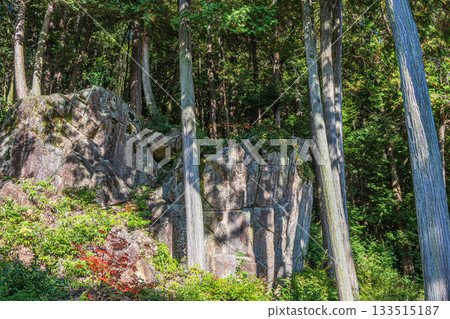 A large rock in the coniferous forest on the grounds of Chomyoji Temple, Omihachiman City, Shiga Prefecture 133515187