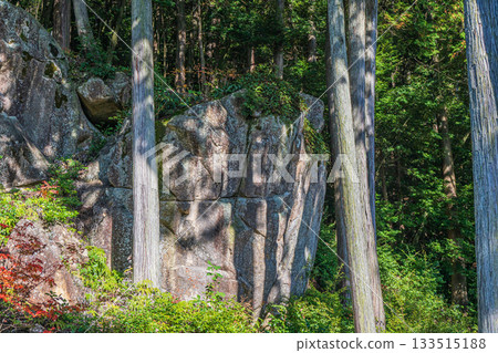 A large rock in the coniferous forest on the grounds of Chomyoji Temple, Omihachiman City, Shiga Prefecture A large rock in the coniferous forest on the grounds of Chomyoji Temple, Omihachiman City, Shiga Prefecture 133515188