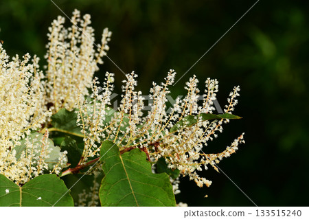 夏日虎杖花 133515240