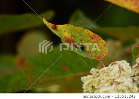 Namitantou的幼蟲 133515242