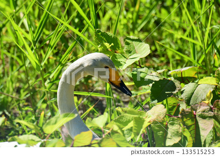 夏天，大天鵝藏身於灌木叢中。 133515253