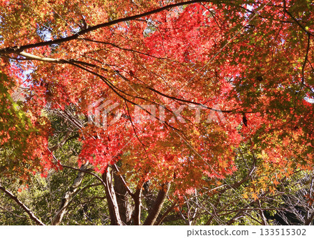 Autumn leaves Autumn leaves 133515302