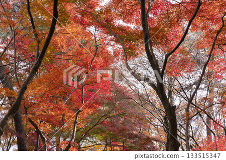 Autumn leaves of maple 133515347