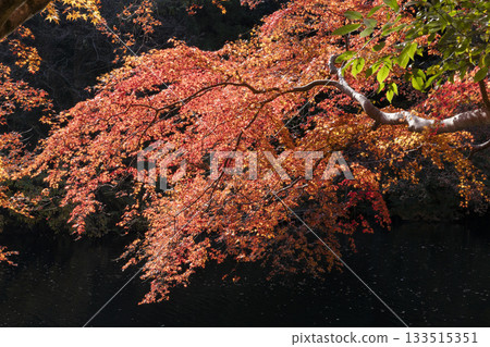 Autumn leaves of Kamakoko 133515351