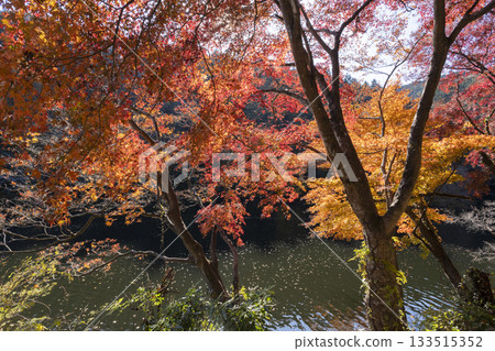 Autumn leaves of Kamakoko 133515352