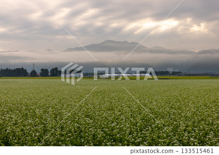 福島縣山郡豬苗代町，岩里村以北，清晨薄霧中，蕎麥田裡盛開著蕎麥花，一眼望不到邊。 133515461