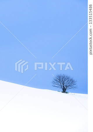 北海道冬日雪景中，一棵孤零零的樹矗立在雪山上。 133515486