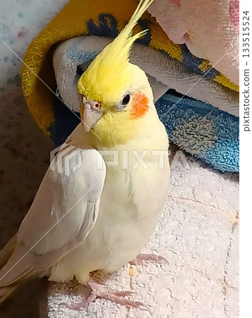 放鬆的手持玄鳳鸚鵡 放鬆的手持玄鳳鸚鵡 133515524