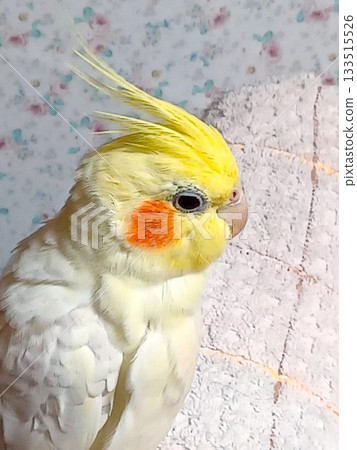 放鬆的手持玄鳳鸚鵡 133515526