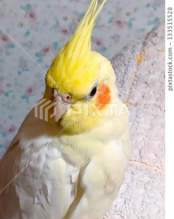 放鬆的手持玄鳳鸚鵡 放鬆的手持玄鳳鸚鵡 133515528