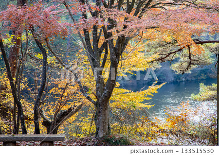Autumn leaves trees 133515530