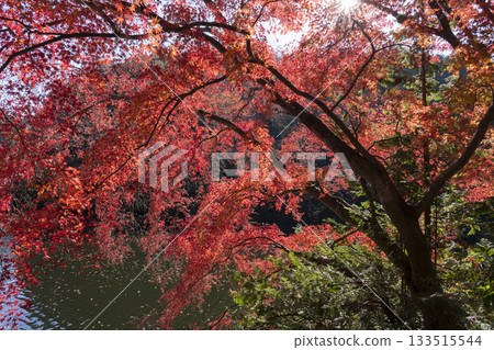 Autumn leaves of Kamakoko 133515544