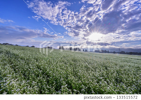 在山本山高地的蕎麥領域 133515572
