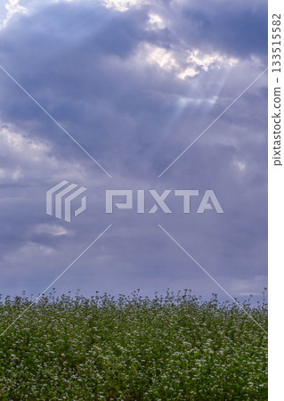 Buckwheat field at Yamamoto Mountain Highland 133515582