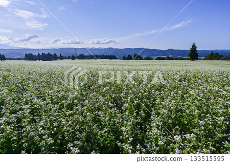 在山本山高地的蕎麥領域 在山本山高地的蕎麥領域 133515595