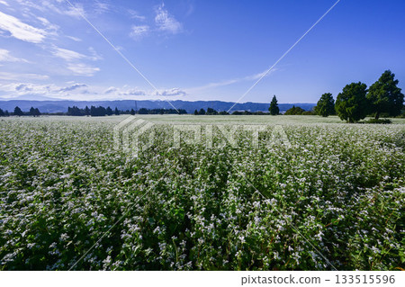 在山本山高地的蕎麥領域 133515596