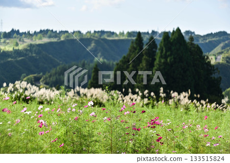 Uehara Cosmos Garden Uehara Cosmos Garden 133515824