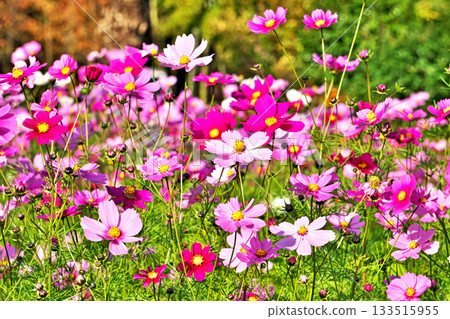 Many colorful cosmos flowers in a field Many colorful cosmos flowers in a field 133515955