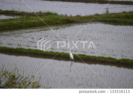 A white egret in a rice field after rice planting 133516113