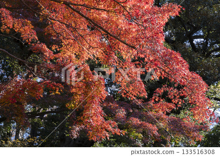 Autumn leaves of maple 133516308