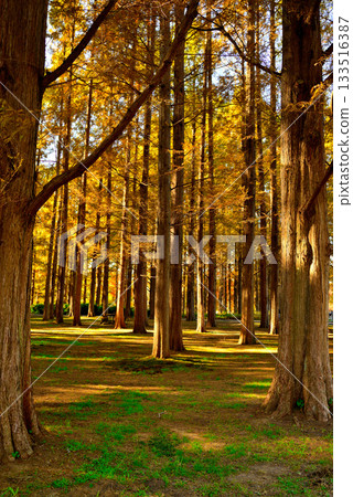 Tokyo Metropolitan Mizumoto Park: Autumn leaves in the metasequoia forest 133516387