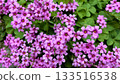 A cluster of vibrant pink oxalis 133516538