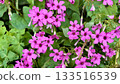 Pink oxalis and fresh green leaves 133516539