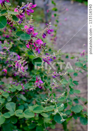 秋季七草花 133516540