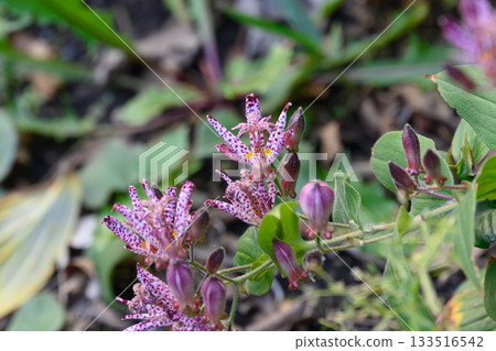 Purple cuckoo flowers blooming in the autumn garden Purple cuckoo flowers blooming in the autumn garden 133516542