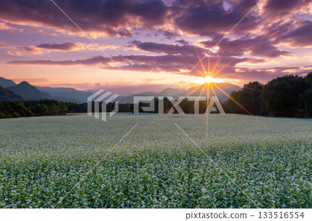 福島縣南會津郡南會津町八莊 立岩地區高松原地區的白蕎麥花和落日的天空 133516554