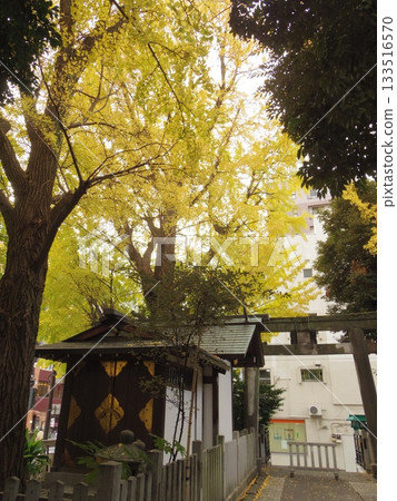 寺廟庭院裡銀杏樹的葉子泛黃 寺廟庭院裡銀杏樹的葉子泛黃 133516570