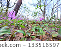 Dogtooth violets blooming in the bright forest in early spring 133516597