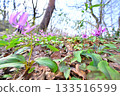 Dogtooth violets blooming in the bright forest in early spring 133516599