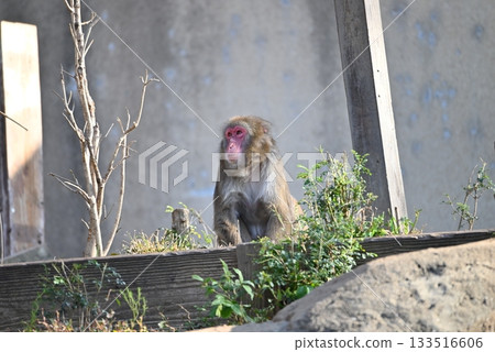 在Saruyama的日本猴子 在Saruyama的日本猴子 133516606
