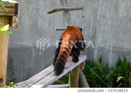 The back of the lesser panda The back of the lesser panda 133516613