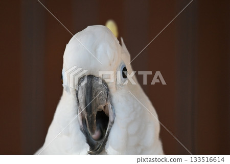 Great cockatoo, white cockatoo, bird, animal, pet, white feathers, yellow crest, crest, eye, pupil, beak, front, face, paw Great cockatoo, white cockatoo, bird, animal, pet, white feathers, yellow crest, crest, eye, pupil, beak, front, face, paw 133516614