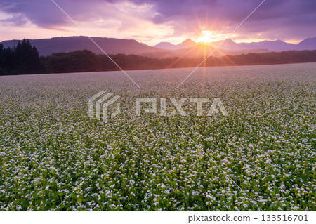 福島縣南會津郡下鄉町澤田 猿岳高原廣闊的蕎麥田中的白蕎麥花和日出 133516701