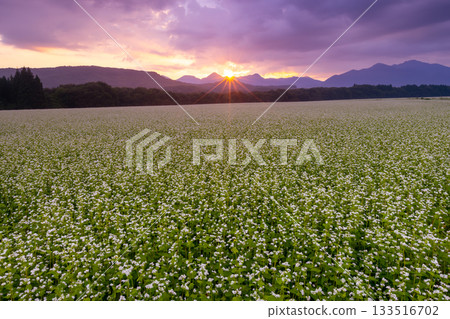 福島縣南會津郡下鄉町澤田 猿岳高原廣闊的蕎麥田中的白蕎麥花和日出 133516702
