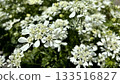 Delicate white lace flower in full bloom 133516827