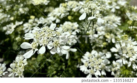 Delicate white lace flower in full bloom Delicate white lace flower in full bloom 133516827