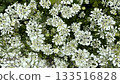 A beautiful flower field filled with white lace flowers 133516828