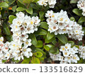 Umbrella umbellata: Small white flowers bloom in full bloom 133516829