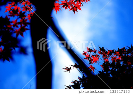 The vibrantly colored maple leaves at Yakushi Pond The vibrantly colored maple leaves at Yakushi Pond 133517153
