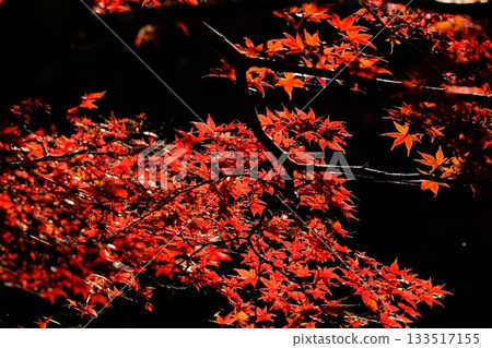 The vibrantly colored maple leaves at Yakushi Pond 133517155