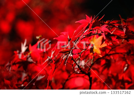 The vibrantly colored maple leaves at Yakushi Pond 133517162