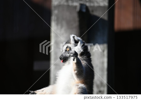 一隻環尾狐猴在曬太陽 133517975